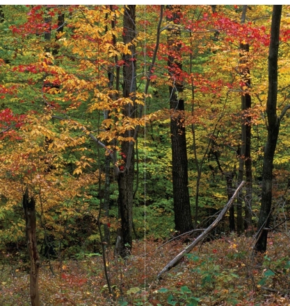 <strong> This image represents a good example of a</strong> A)biotic community. B)species. C)biome. D)landscape.