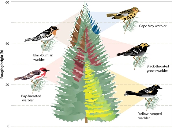 <strong> The separate feeding locations of these five warbler species on different portions of the same tree illustrates</strong> A)biotic transformation. B)competitive exclusion. C)resource partitioning. D)top-down population regulation.