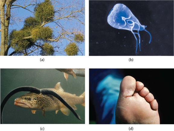 <strong> These photos all illustrate examples of</strong> A)parasitism. B)commensalism. C)amensalism. D)mutualism.