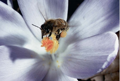 <strong> This photo best illustrates</strong> A)amensalism. B)parasitism. C)commensalism. D)mutualism.
