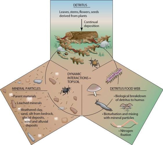 <strong> The detritus food web illustrated in the lower right of this diagram primarily occurs in the</strong> A)E horizon. B)O horizon. C)B horizon. D)C horizon.