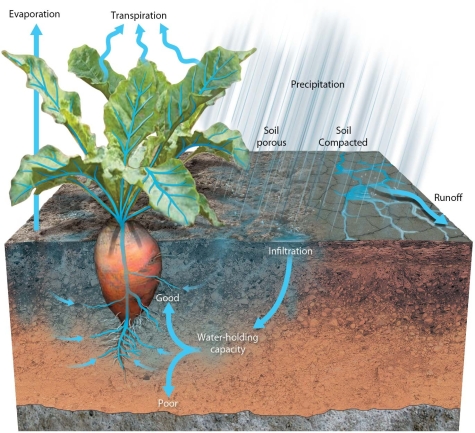 <strong> The movement of the water through this plant involves</strong> A)transpiration and stomata in the leaves. B)transpiration and stomata in the roots. C)infiltration and high soil fertility. D)infiltration and photosynthesis in the leaves.