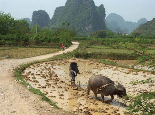 -The method of farming illustrated in this photograph best represents