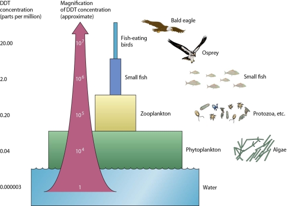 <strong> In the processes of biomagnification and bioaccumulation described in the figure,</strong> A)the pesticide has to be non-biodegradable (persistent)for the processes to occur. B)the greatest levels of mortality are in the producers and first level consumers. C)the concentrations may not be fatal if the top consumers are very small. D)consumers at the top of the food chain will develop rapid pesticide resistance.