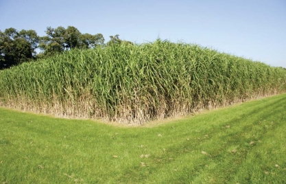 <strong> This is a photo of a hardy perennial grass that can be grown just to produce ethanol to replace some of the gasoline used to fuel automobiles.Unlike using corn grains to produce ethanol,the use of this grass to produce ethanol requires</strong> A)more fossil fuels than it currently saves. B)additional fertilizers and irrigation. C)prime soil that would otherwise be used to grow food crops. D)enzymes that break down cellulose to produce sugars.