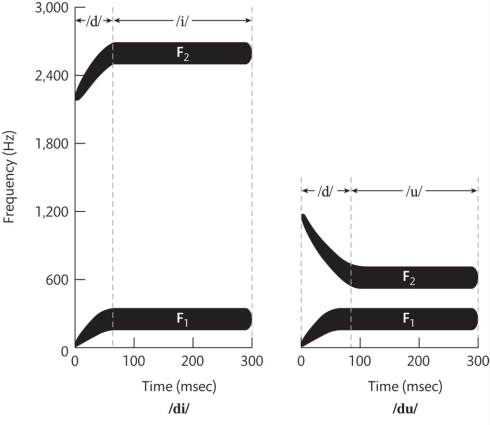 <strong>This figure illustrating coarticulation in consonant production shows the schematic spectrograms for /di/ and /du/. The second formant for the vowel /i/ has much higher frequency than that for the vowel /u/. The transition from /d/ to the second formant of the vowel has a high and rising profile for /di/ and a low and declining profile for /du/. However, one perceives the /d/ as sounding the same in the two syllables. This is an example of: </strong> A) harmonicity. B) perceptual constancy. C) categorical perception. D) the McGurk effect.