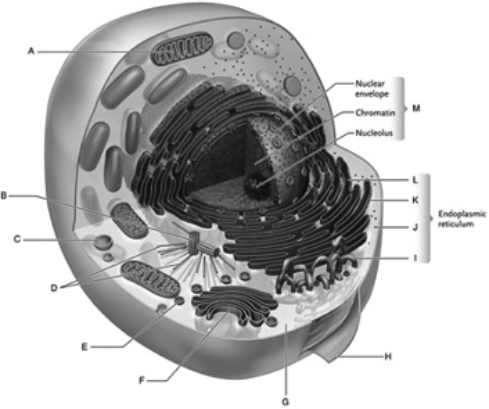 MATCHING Match the letter from the figure with the cell structure. nucleus