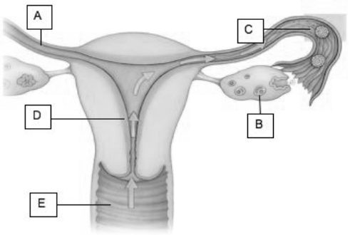 Match the following descriptions with the appropriate letter. fertilization occurring