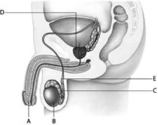 Match the following descriptions with the appropriate letter. sperm are stored here