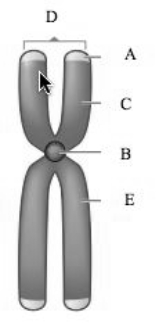 The p arm.