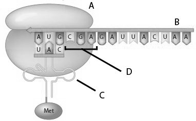 Match the following descriptions with the appropriate letter. contains a region called the anticodon