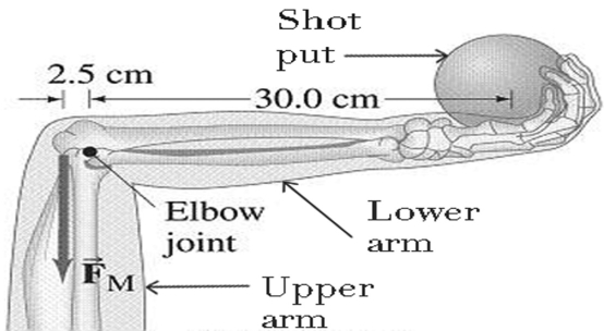 <strong>In the figure,the horizontal lower arm has a mass of 2.8 kg and its center of gravity is 12 cm from the elbow joint pivot.How much force F<sub>M</sub> must the vertical extensor muscle in the upper arm exert on the lower arm to hold a 7.5 kg shot put? </strong> A) 100 N B) 500 N C) 750 N D) 1000 N E) 1500 N