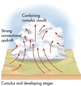 The following diagram represents which stage of thunderstorm development?