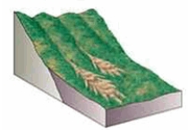 <strong>The type of mass wasting depicted is </strong> A) debris flow. B) earthflow. C) soil creep. D) solifluction. E) mudflow.