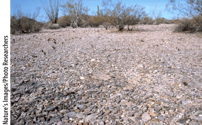 <strong>What feature is dominant in this image? </strong> A) a deflation hollow B) a ventifact C) desert pavement D) a yardang E) a playa