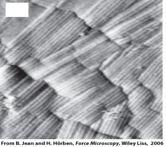 <strong>The image of this fungus was taken using a: </strong> A)confocal microscope B)atomic force microscope C)compound light microscope D)fluorescence microscope