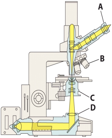<strong>This structure converges the light beams so they pass through the specimen. </strong> A)A B)B C)C D)D