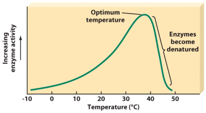 <strong>At which temperature do enzymes begin to denature  </strong> A)20 degrees Celsius B)30 degrees Celsius C)40 degrees Celsius D)50 degrees Celsius <div style=padding-top: 35px> 