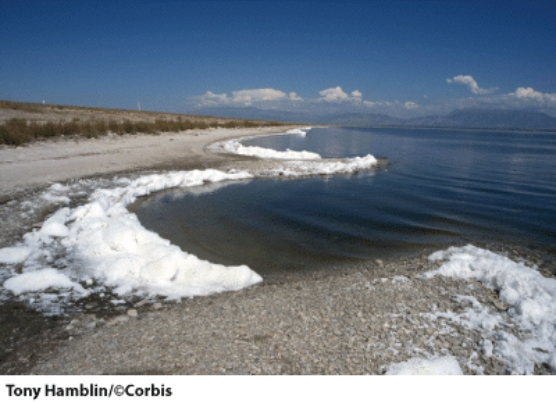<strong>Microbes that live in this environment actively transport _____ out of their cells. </strong> A)potassium B)oxygen C)sodium D)nitrogen