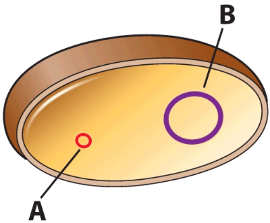 <strong>Which of the following may contribute to resistant strains of bacteria </strong> A)A B)B C)Both A and B are correct D)Neither A nor B are correct