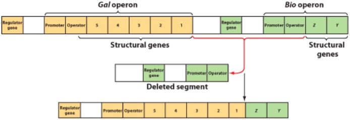<strong>This illustration represents: </strong> A)conjugation or transformation B)transduction or mutation C)genetic fusion D)protoplast fusion or gene amplification