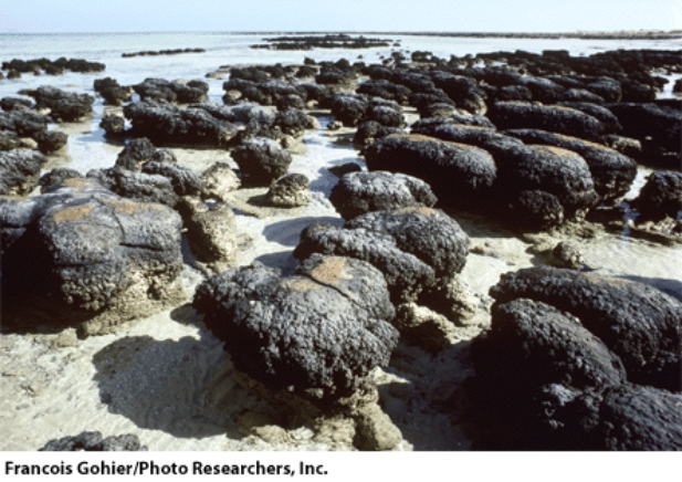 <strong>The organisms represented in this illustration are members of the Kingdom _____.  </strong> A)Protista B)Monera C)Plantae D)Fungi <div style=padding-top: 35px> 