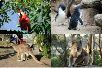 <strong>Case-Based Critical Thinking Questions Case 2-2 Max recently came back from Australia,where he developed a Web site about Australian animals.He used the following image to create the code for an image map,shown below the picture.When he tested the code in a browser,he discovered that the code does not work properly.He asked his brother Ethan to help him fix the code.Ethan asked him several questions in order to help him.(Note: The image size is 420 x 280 pixels. ) <map imagename=Australia> <area shape=rect coords=20,20,230,160 href=parrots.htm alt=Australian Parrots title=Australian Parrots Page /> <area shape=rect coords=100,20,440,160 href=penguins.htm alt=Australian Penguins title=Australian Penguins /> <area shape=poly coords=20,160,230,300 href=kangaroos.htm alt=Australian Kangaroos title=Australian Kangaroos /> <area shape=rect coords=230,160,440,300 href=koalas.htm alt=Australian Koalas title=Australian Koalas /> P1P1_E Ethan tells Max he can identify ____ errors in the code.</strong> A) three B) four C) five D) six