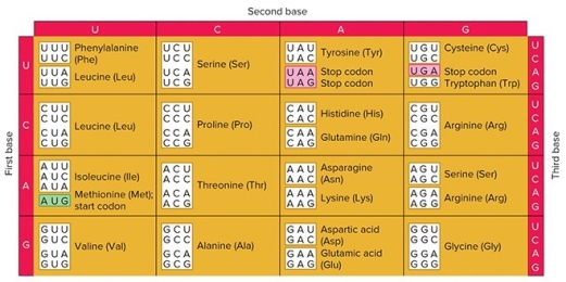 <strong> Which of the following is NOT a stop codon?</strong> A) UGA B) UUA C) UAG D) UAA