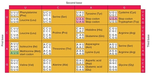 <strong> Which of the following codons is NOT degenerate to CUU?</strong> A) CUC B) UUG C) CUA D) AUU E) UUA