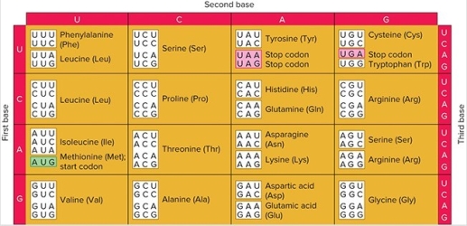 <strong> What is the least number of tRNAs needed to carry isoleucine,and what is/are the anticodon(s)?</strong> A) one-5′IAU3′ B) one-5′UAU3′ C) two-5′GAU3′ and 5′UAU3′ D) two-5′AUA3′ and 5′UAI3′
