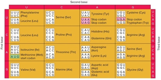 <strong> A tRNA's anticodon is 5′GGC3′.What amino acid is attached to it?</strong> A) Glycine B) Proline C) Alanine D) Arginine