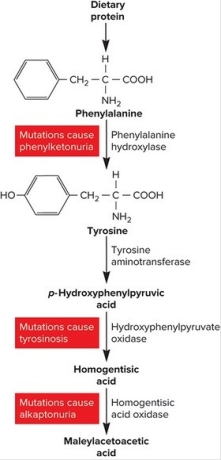 <strong> You are studying the DNA of a person who you know has two defective copies of the gene that encodes phenylalanine hydroxylase. You are surprised to find that this person also carries two defective copies of the gene for homogentisic acid oxidase. What disease symptoms will this person exhibit? (Assume pathway intermediates are not available from sources outside the phenylalanine breakdown pathway.)</strong> A) This person will exhibit symptoms of alkaptonuria. B) This person will exhibit symptoms of tyrosinosis. C) This person will exhibit symptoms of phenylketonuria. D) This person will exhibit symptoms of alkaptonuria and phenylketonuria. E) This person will be phenotypically normal.