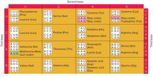 <strong> You perform a cell free translation experiment like Nirenberg and Matthaei,but you forget to write down what nucleotides you added to make the mRNA.You precipitate the translated polypeptides and measure the relative amount of radiolabeled amino acids incorporated into them. You get 25% proline,25% threonine,12.5% glutamine,12.5% lysine,12.5% asparagine,and 12.5% histidine. What nucleotides and in what % did you add to make the mRNA?</strong> A) Equal amounts of A, C, U, and G B) 50% C and 50% A C) 70% C and 30% A D) 50% C and 50% U E) 50% A and 50% G