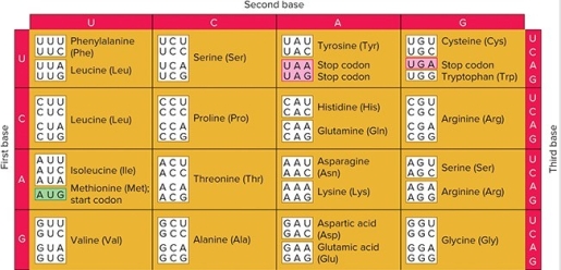 <strong> What is the minimal number of tRNAs that can be used to recognize all of the codons for threonine?</strong> A) 1 B) 2 C) 3 D) 4
