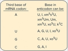 <strong> What is the minimal number of tRNAs that can be used to recognize all of the codons for threonine?</strong> A) 1 B) 2 C) 3 D) 4