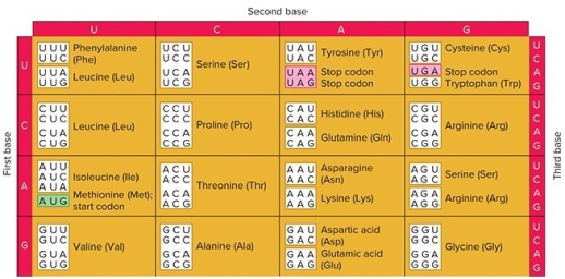 <strong> You perform a cell free translation experiment like Nirenberg and Matthaei.You start with 60% C and 40% A.What relative amount of radiolabeled proline do you expect in the translated polypeptides?</strong> A) 36% B) 22% C) 14% D) 28%