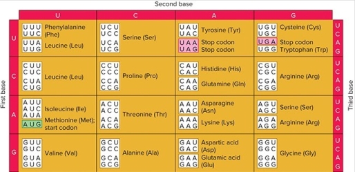 <strong> Suppose you performed a triplet binding assay with the triplet 5′-UAA-3′.What radiolabeled amino acids do you expect to find bound to the filter?</strong> A) Tyrosine B) Asparagine C) Methionine D) None