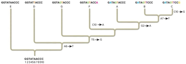 <strong> In this phylogenetic tree, select the change that is a shared derived character for sequences A, B, and C.</strong> A) A6→T B) T5→G C) G2→A D) A7→T
