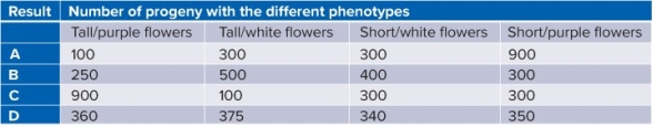 <strong>Select which of the following results would most closely conform to a test cross of a dyhybrid plant </strong> A) A B) B C) C D) D