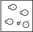 Below is a representation of an aqueous solution of a weak acid HA at equilibrium.(Each circle represents 1.0 mmol of atoms,and the volume of the box is 1.0 L.Solvent water molecules are not shown for clarity.) What is the percent ionization of HA?