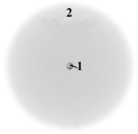 <strong>Consider the following generic picture of an atom. Which of the following is correct about the regions labeled 1 and 2?</strong> A)Region 2 is populated by electrons and neutrons. B)Region 2 is populated by electrons an protons. C)Region 1 is populated by protons and neutrons. D)Region 1 is populated by protons and electrons. E)Region 1 is populated only by electrons and Region 2 only by protons.