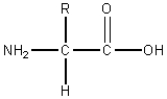 <strong>Consider the following general structure. If the R group were HO-CH<sub>2</sub>-,this compound would be classified as:</strong> A)nonpolar,neutral B)polar,neutral C)polar,acidic D)polar,basic