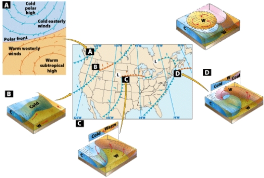 <strong>The figure labeled D shows the _______ of wave cyclone development.  </strong> A)dissolving stage B)early stage C)occluded stage D)open stage <div style=padding-top: 35px> 