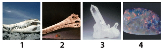 <strong>The photos below show four common materials. Which material is not considered a mineral because it forms by organic processes? . </strong> A)1 B)2 C)3 D)4