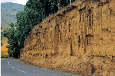 <strong>Fine grained deposits of windblown material called ______________ have accumulated in thick layers in the midlatitude regions of the world and provide fertile soil for agriculture. </strong> A)sand dunes B)loess C)bahadas D)soil E)desert pavements