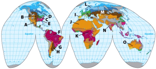 <strong>On the illustration, the soil at D is:  </strong> A)ultisol B)tundra C)mollisol D)spodosol <div style=padding-top: 35px> 