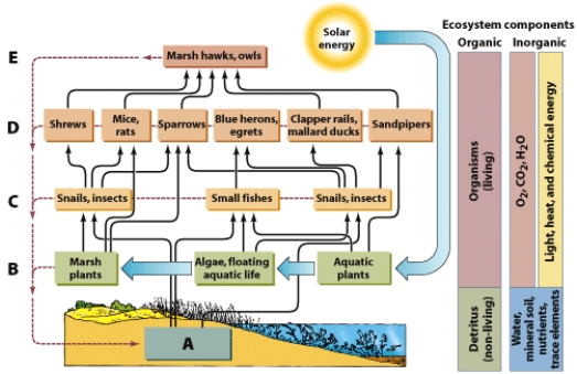 <strong>On the illustration, letter C shows:  </strong> A)primary consumers B)primary producers C)secondary consumers D)decomposers <div style=padding-top: 35px> 