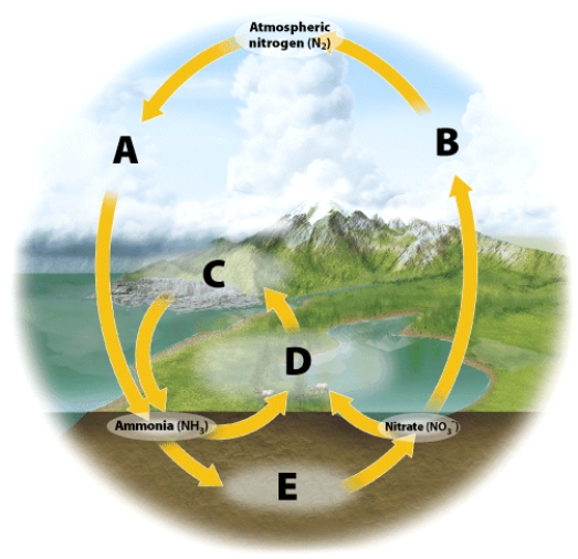 <strong>On the illustration, letter C is:  </strong> A)assimilation B)nitrification C)fixation D)ammonification <div style=padding-top: 35px> 