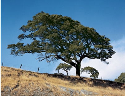 <strong>The picture shows a live oak of California that is adapted to water scarcity through its:  </strong> A)extensive surface root system B)tough, waxy leaves C)light colored leaves and bark D)long, narrow leaf shape <div style=padding-top: 35px> 