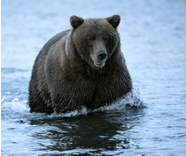 <strong>The picture shows a bear that has BEST adapted to:  </strong> A)hot temperatures B)lack of light C)cold temperatures D)dry conditions <div style=padding-top: 35px> 